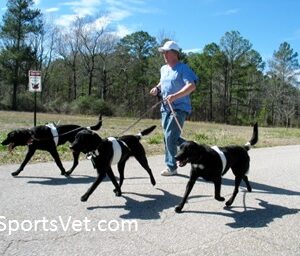 Canine Performance and Sports Medicine Services
