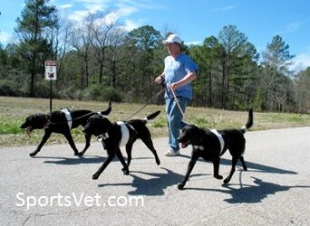 The Canine Workout Companion