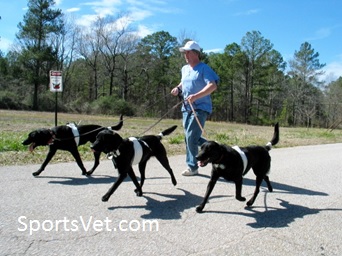 The Canine Workout Companion