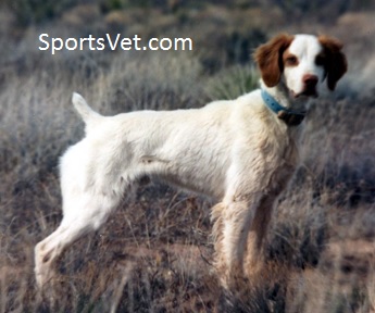 Feeding The Canine Athlete