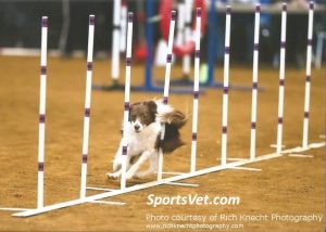 Dog Toes: MusculoSkeletal Basics and Joint Sprains in Athletic Dogs