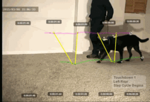 Muscle Actions of the Legs During Locomotion of the Dog