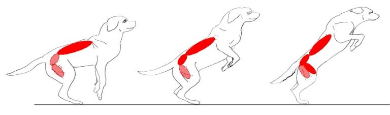 Dog Jumping Diagram