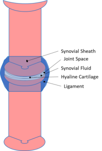 Muscle Actions of the Legs During Locomotion of the Dog