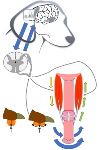 Muscle Actions of the Legs During Locomotion of the Dog