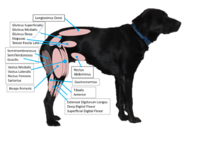 Muscle Actions of the Legs During Locomotion of the Dog