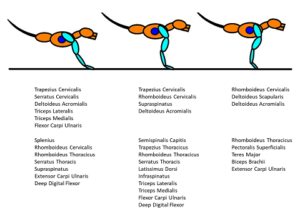 Muscle Actions of the Legs During Locomotion of the Dog