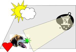 Basic Dog Scents – Odor Production and Management