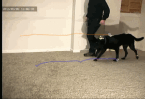 Muscle Actions of the Legs During Locomotion of the Dog
