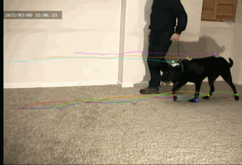 Digitized Video of the Walk gait in the dog.