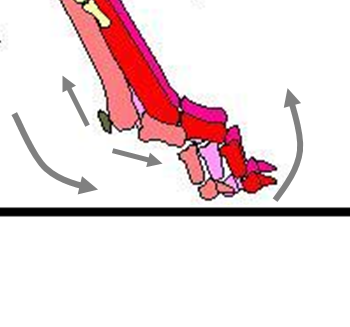 The toes of the dog are typically the body’s point of contact with the surface.