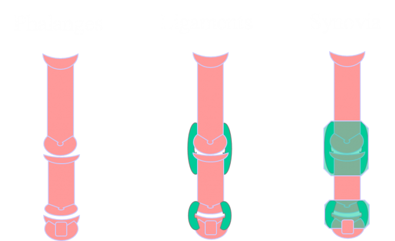 A cranial view of the Toe (Digit) showing the two joints and the ligaments that hold the bones in place. The joint is surrounded by a synovial structure called joint capsule which is filled with synovial fluid.