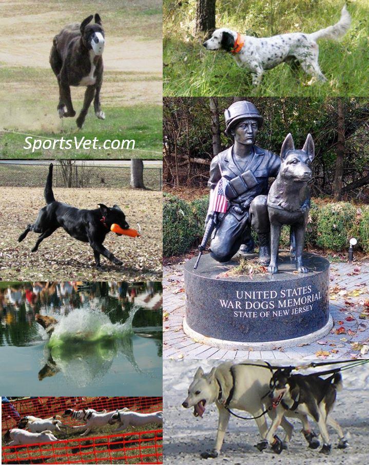 Athletic and Working Dogs: Activities & Descriptors