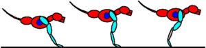 Muscle Actions of the Legs During Locomotion of the Dog