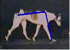 Computerized Analyzed Dog Gait