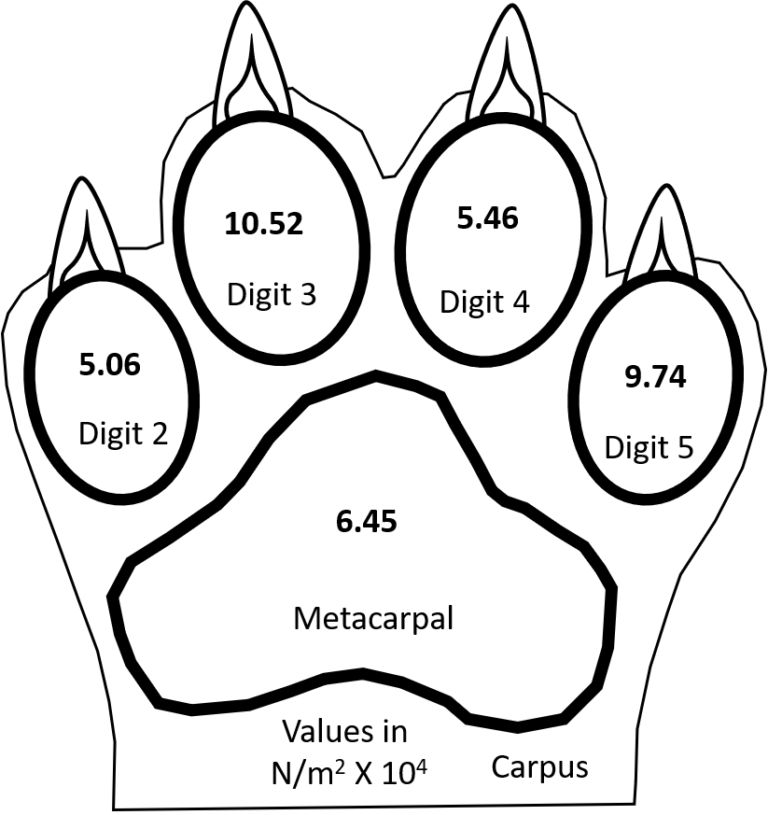 The Structural Actions of Paw Impact - SportsVet.com