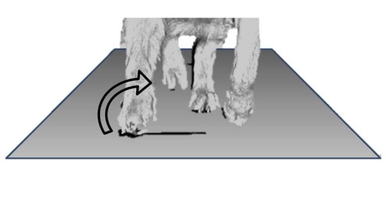 The Structural Actions of Paw Impact - SportsVet.com