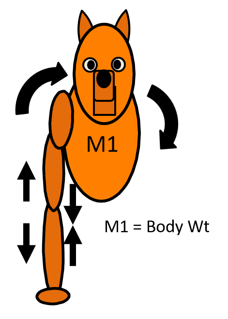 The Structural Actions of Paw Impact - SportsVet.com