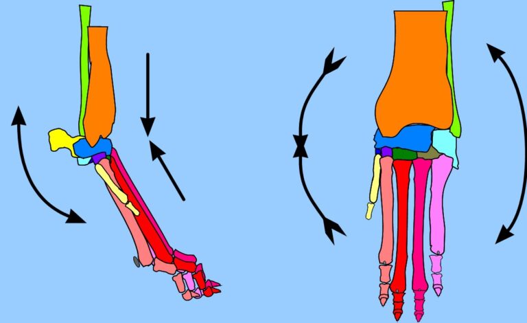 The Structural Actions of Paw Impact - SportsVet.com