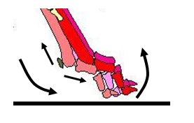 The Structural Actions of Paw Impact - SportsVet.com