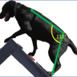 Course 2 – Applied Biomechanics for the Performance Dog