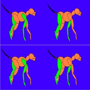 Course 3 - Gait Analysis for the Performance Dog