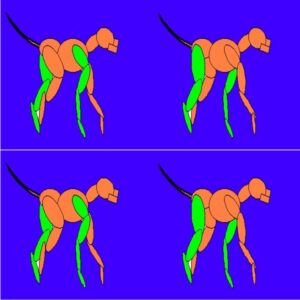 Course 3 - Gait Analysis for the Performance Dog