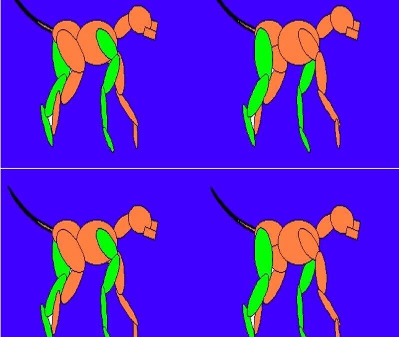 Course 3 – Gait Analysis for the Performance Dog