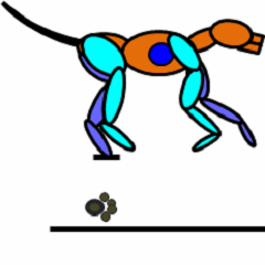 Locomotor Actions during the transverse gallop gait in the dog.