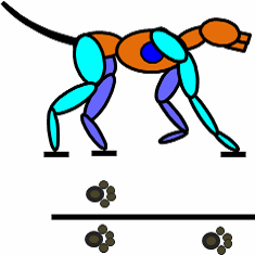 Gaits used by the dog