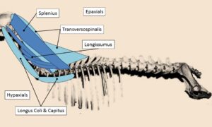 Dog Muscles - Cervical Epaxials v Hypaxials