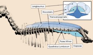 Dog Muscles - Lumbar hypaxial v epaxial