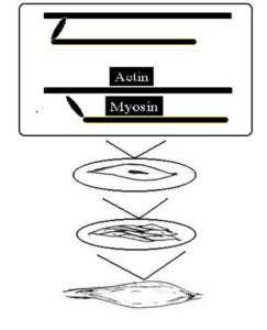 Muscles are composed of muscle cells, which are made of fibers. These fibers are composed of many actin and myosin bands