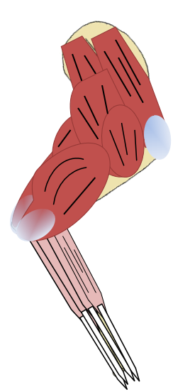 Muscles of the Shoulder