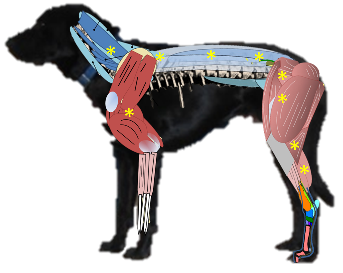 Common locations TPs or TMBs occur