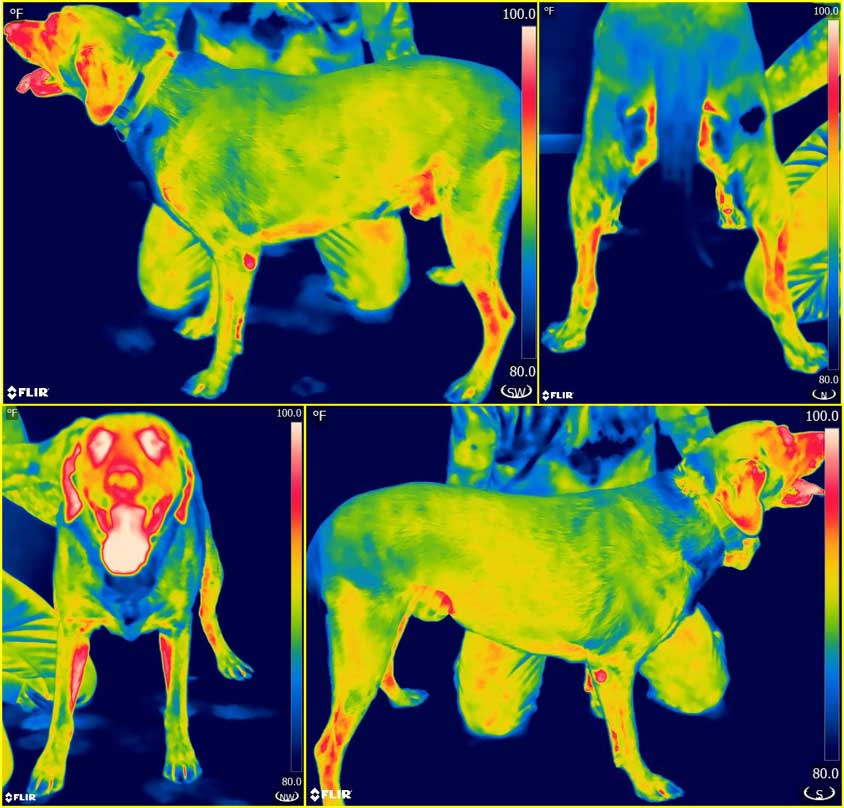 RMG Enterprises Inc - Rob Gillette, SportsVet.com