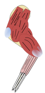 Muscles of the Front Limb