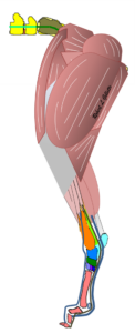Muscles of Rear Limb