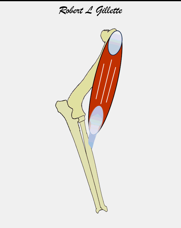 Muscle contracting action